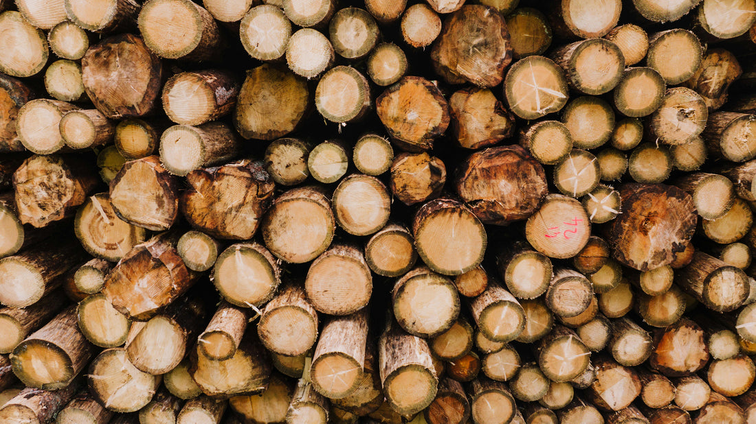 Les bois les plus utilisés en Europe : quelles essences dominent vraiment le marché ?