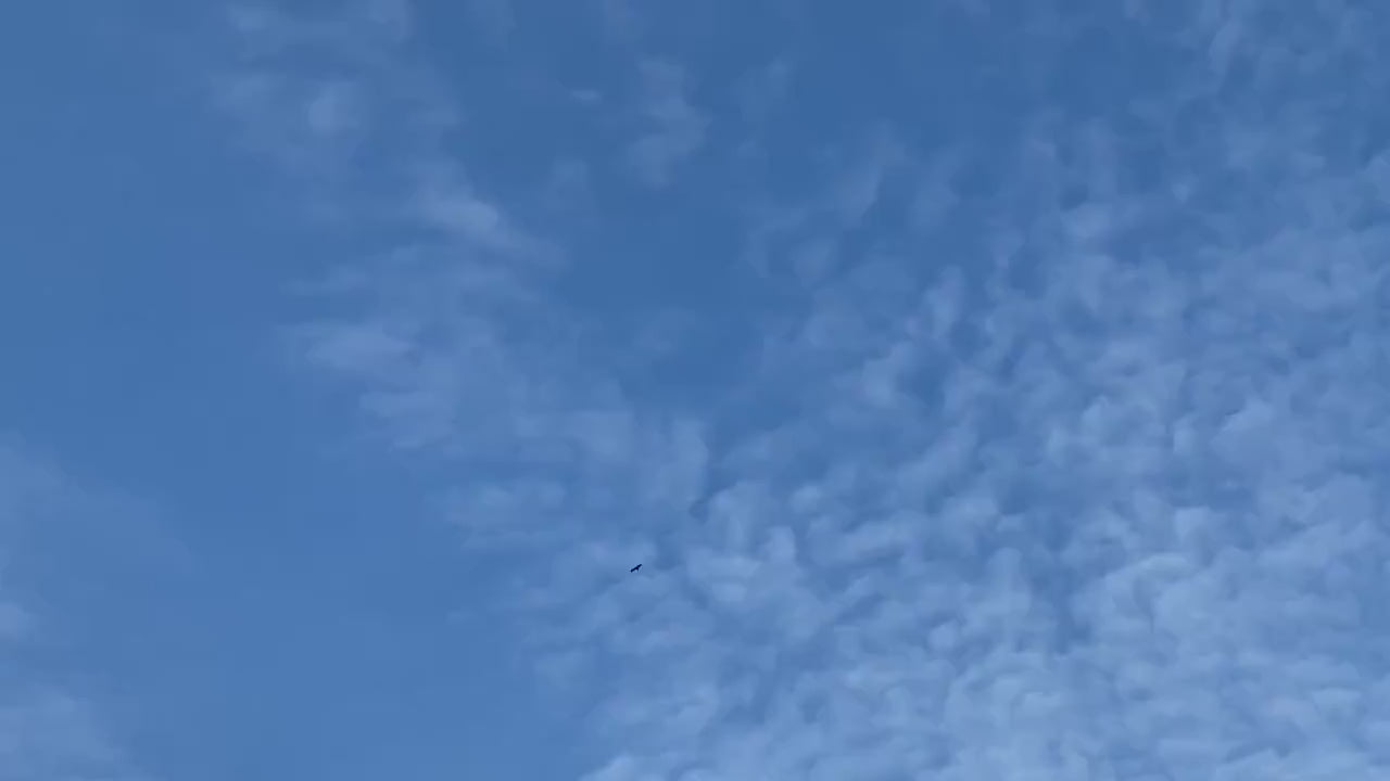 Lampadaire avec une belle branche de chêne, luminaire organique